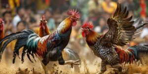 Đá Gà Trực Tuyến Campuchia Bong88- Điểm Hẹn Lý Tưởng