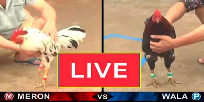 Đá Gà Casino Bong88 – Kho Tàng Giải Và Kèo Cược Phong Phú 1 Đá Gà Casino Bong88 – Kho Tàng Giải Và Kèo Cược Phong Phú