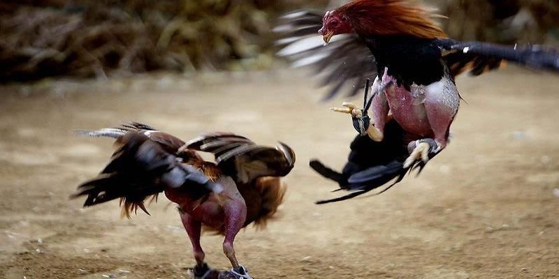 Đá Gà Tre - Lựa Chọn Giải Trí Đỉnh Lưu Tại Bong88